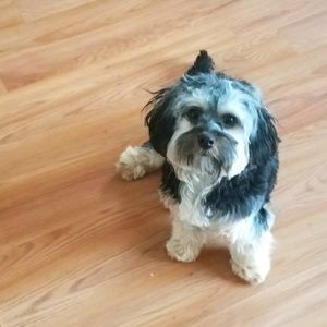 Meet your Posher, Tara